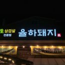율하돼지