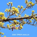 금호도 봄(산수유) 이미지