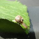 달팽이의하루 이미지