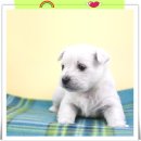 닥터훈트 네이버블로그