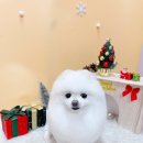 행복한 펫 살롱 이미지