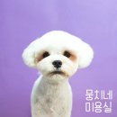 뭉치네 미용실 이미지