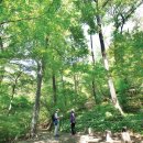 숲이야기 이미지