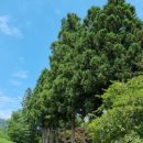 보성녹돈삼합 이미지