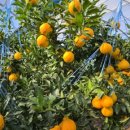 하귤과보리 이미지