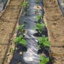 방아농장 이미지