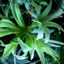 아마릴리스 이미지