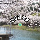경안천 운학동 | 용인 원삼면 벚꽃 투어-길업습지 경안천,지산농원,고초골공소 (주차장)