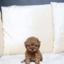 퍼피당강아지 안산본점 이미지