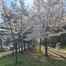 천본앵 | 흩날려라, 천본앵 (2026.04.05. 화랑대역 인근 경춘선 숲길 출사)