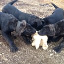 똥강아지 이미지