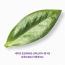 메이오 이미지