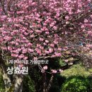 상효원 | 제주 4월 겹벚꽃 명소, 상효원