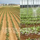 영순농장 이미지