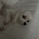 제이그루밍 이미지