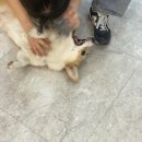 라젯트성인전문음악학원 이미지