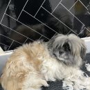 러블리펫그루밍 이미지