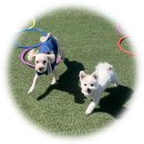 플레이독(애견유치원&호텔) 이미지