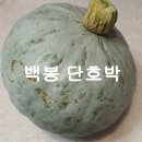 백봉 단호박 이미지