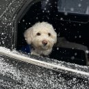 사랑 DOG 차지 | 율무의 틈