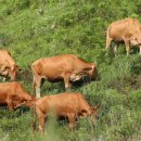 풀로만목장 이미지