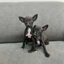 남부켄넬 이미지