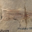 진사이언스 이미지