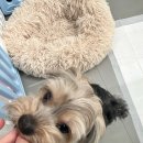 호두네 맡겨보개 이미지