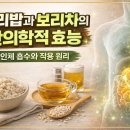 보리밥과 보리차의 한의학적 효능 인체 흡수와 작용 원리 이미지