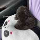 한산켄넬 이미지