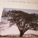 송포 백송나무 이미지