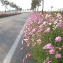 구절초가는길 이미지