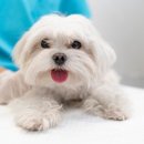 아프리카 동물의료센터 이미지