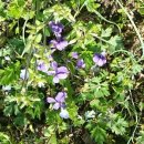 솔내음민박 이미지