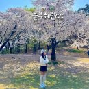 그린맘치킨 | [내돈내산] 벚꽃 흩날리는 명문골프장🌸 블루헤런CC 봄 라운딩 후기 | (홀별 공략)