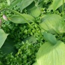 가족민박 이미지