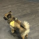 24시SNC동물메디컬센터 네이버블로그