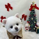 화사하개 이미지