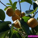 호왕농장 이미지