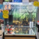 열대어(관상어) 기르기 입문 | 일산 킨텍스 2024 한국 관상어 산업박람회 관람 후기 - 물고기 용품 및 품평회