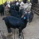 승희농장 이미지