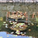 겨울 연못에 핀 睡蓮 (수련) 이미지