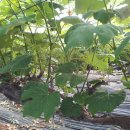 예성농장 이미지