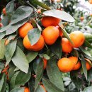 우천농장 이미지