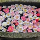 카멜리아한의원 이미지