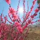 하동미라클 청소년야영장 | 광양매화축제 후기 공유합니다. 봄꽃여행으로 꼭 가볼만했어요