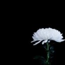 국화 - 제주시 | 국화