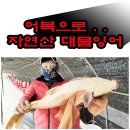 20240930 파주 삼방낚시터 대박! 저녁낚시/짬낚시 대물향어, 향어, 월척붕어, 붕어 입질, 챔질, 랜딩 &#34;인증샷&#34; 올립니다. 이미지