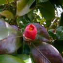 산대월리 이미지