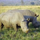 코뿔소한의원 이미지